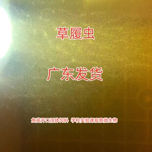大草履虫活体饲料观赏鱼苗开口营养饲料广东发货