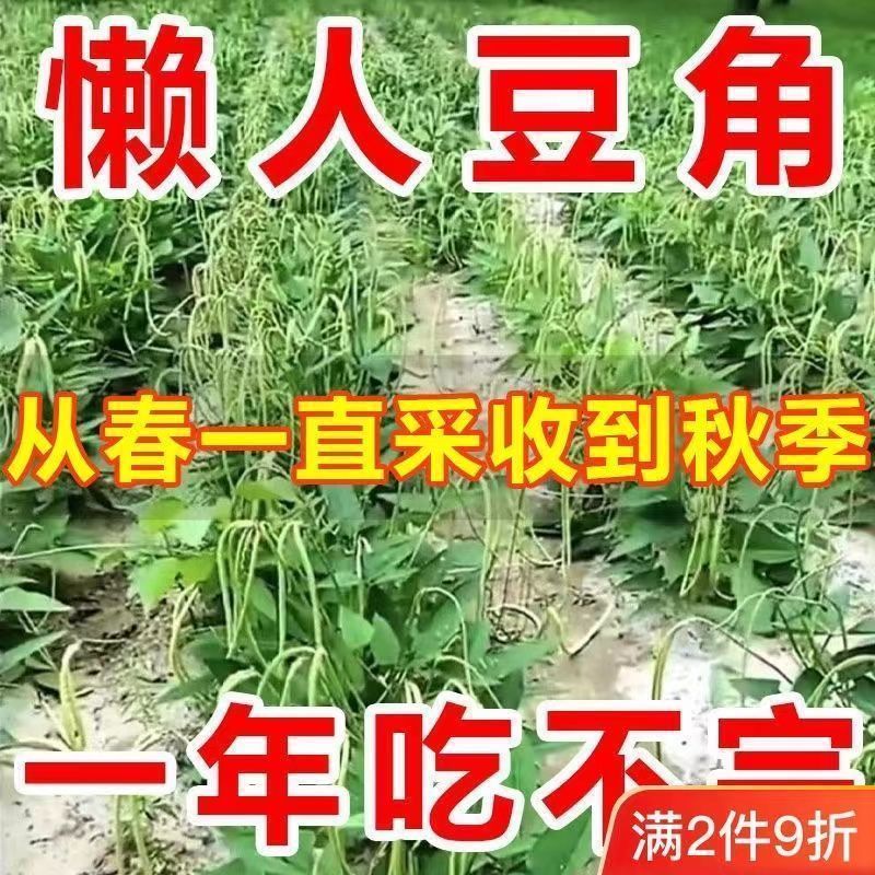 无架长豆角豇豆种子摘新鲜不搭架高产种籽孑苗蔬菜种子大全