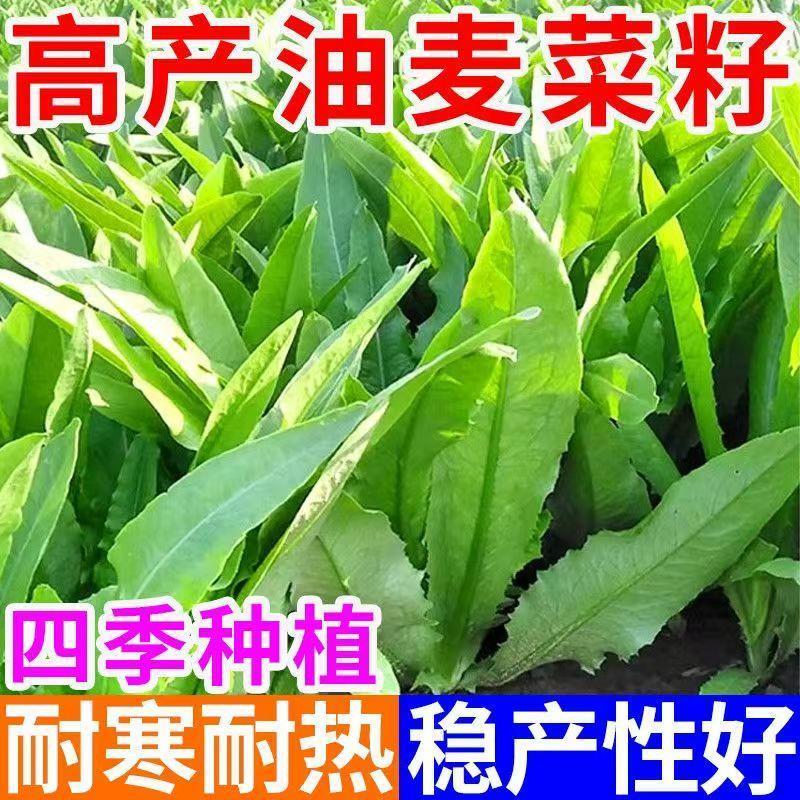 油麦菜种子甜脆清香油麦菜种子无斑蔬菜四季高产播种盆栽庭院种植