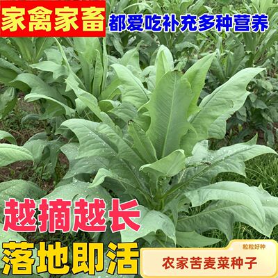 苦麻菜养鸡鸭鹅牧草鸡鸭鱼猪鹅苦麦菜鹅菜种苦唛菜春季秋季