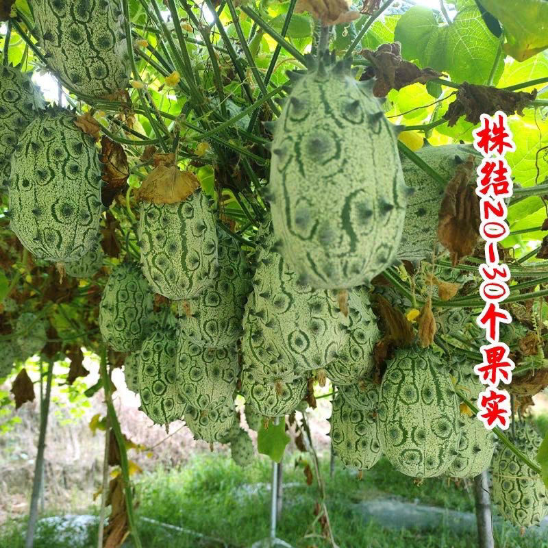 超好吃火参果种籽火星果种子南非火生果阳台盆栽水果孑四季蔬果