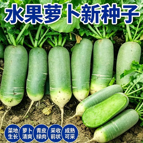 水果萝卜种子沙窝萝卜种籽凤梨冰糖心青萝卜四季种植蔬菜大全种孑