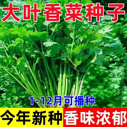 【四季大叶香菜】菜籽阳台盆栽四季耐热芫荽种子农家庭院阳台