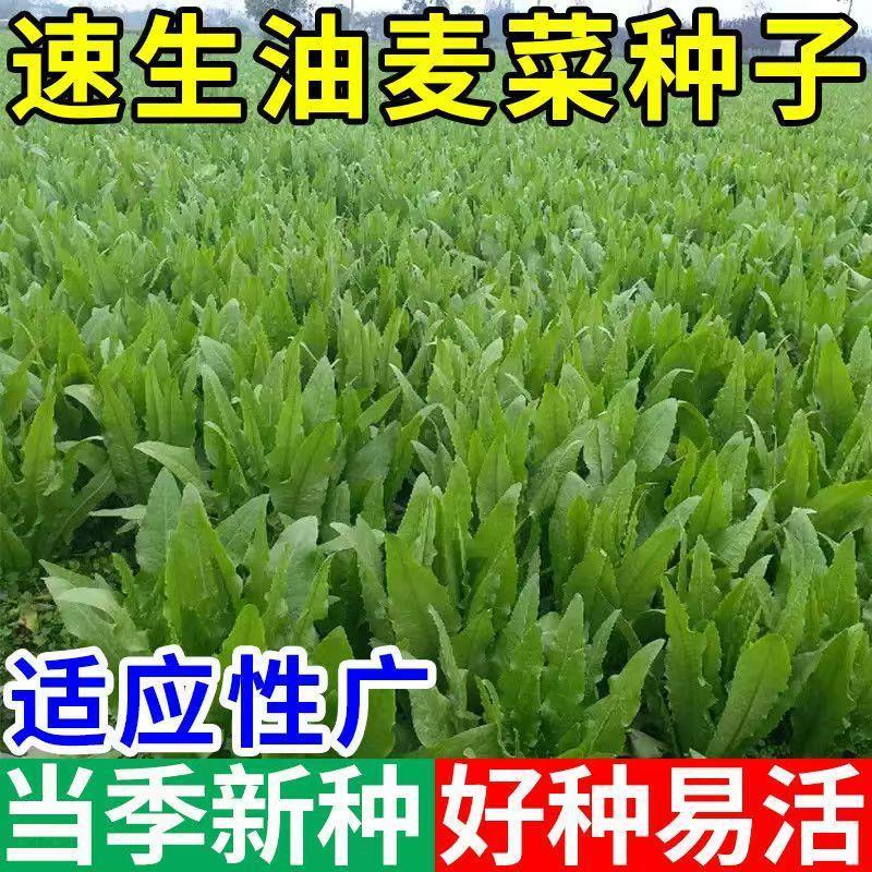 油麦菜种子春秋四季播种青菜阳台盆栽田园高产红叶油麦菜蔬菜种子