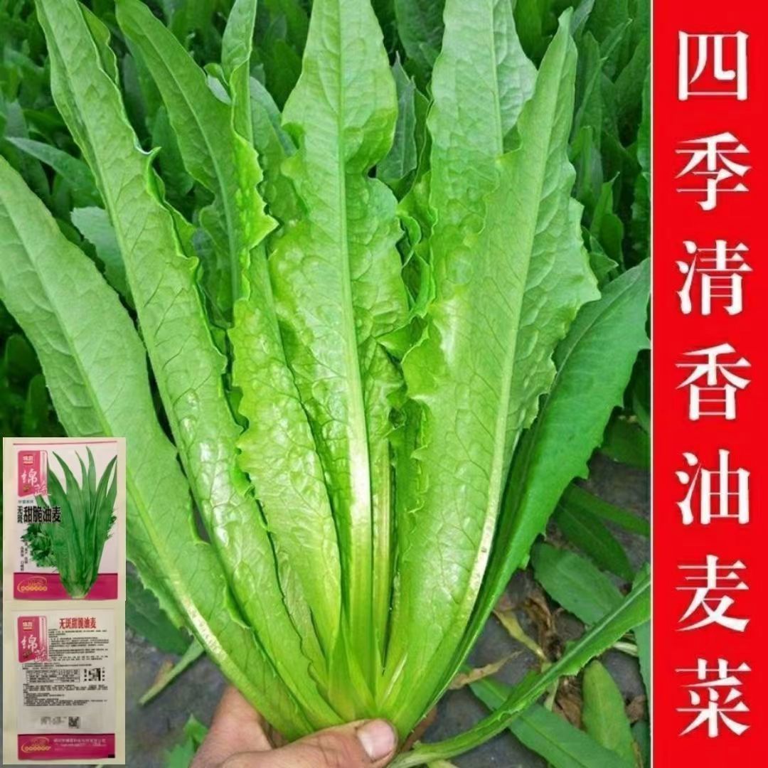 速生香油麦速生甜油麦菜种子 鲜嫩抗热四季种蔬菜种子盆栽油麦菜 - 实物图