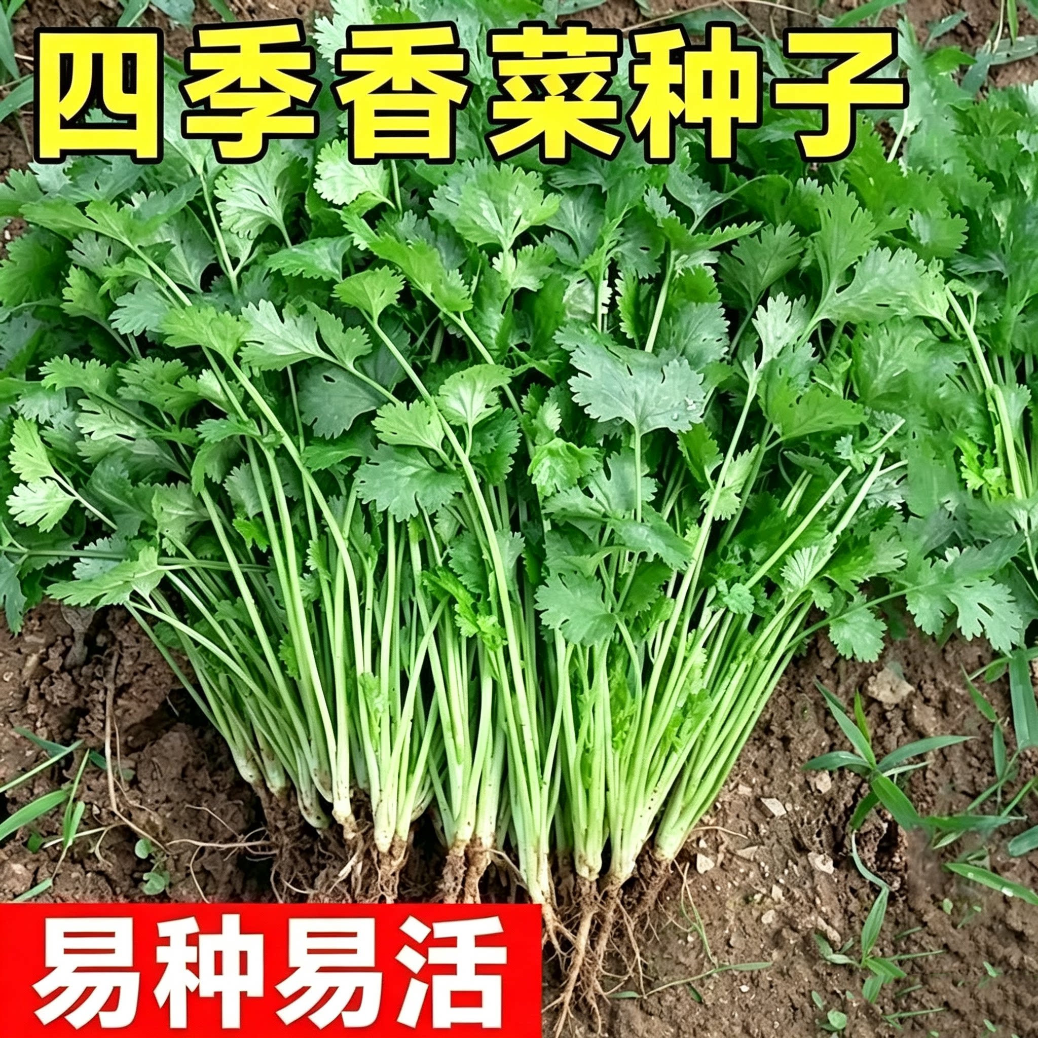 耐热四季速生香菜种子易种易活大叶芫种籽农家阳台盆栽