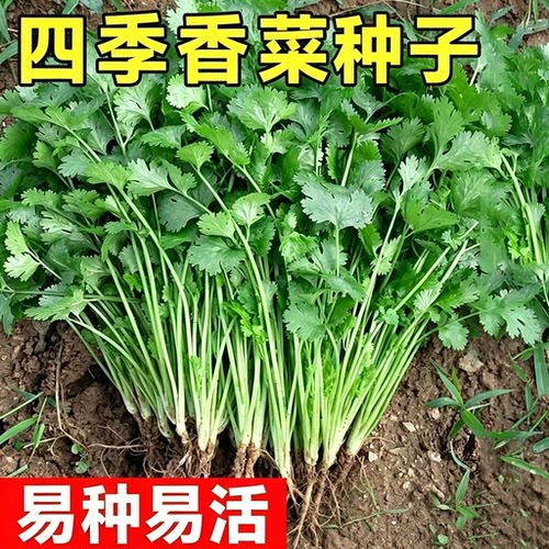 耐热四季速生香菜种子易种易活大叶芫种籽农家阳台盆栽