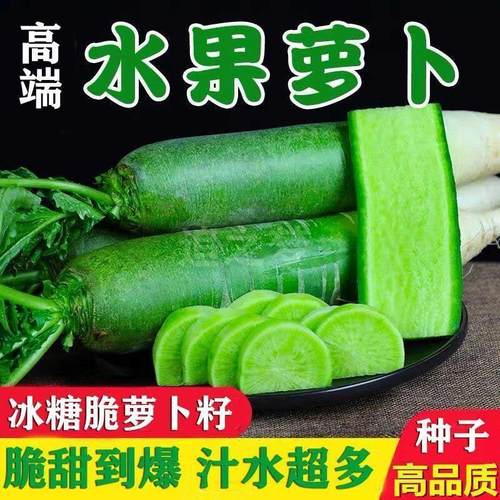 冰糖水果萝卜种子生吃脆甜农家蔬菜种四季播种阳台盆栽绿萝卜种籽