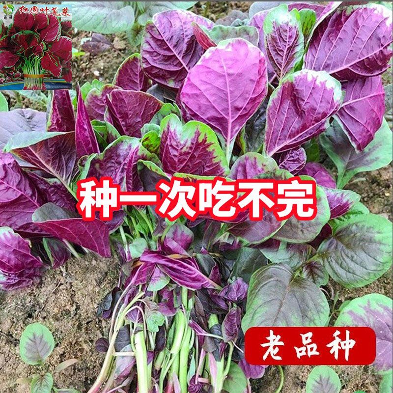 【割完又长】红苋菜种子大叶四季播大圆叶苋蔬菜籽阳台盆栽野菜籽