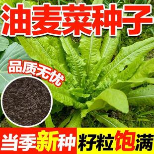 油麦菜种子大叶耐热四季农家阳台盆栽油麦苦菜大颗青菜蔬菜种籽S