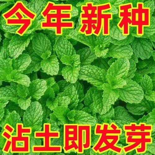 食用薄荷种子柠檬薄荷种子驱蚊花草植物种子四季阳台薄荷盆栽可食