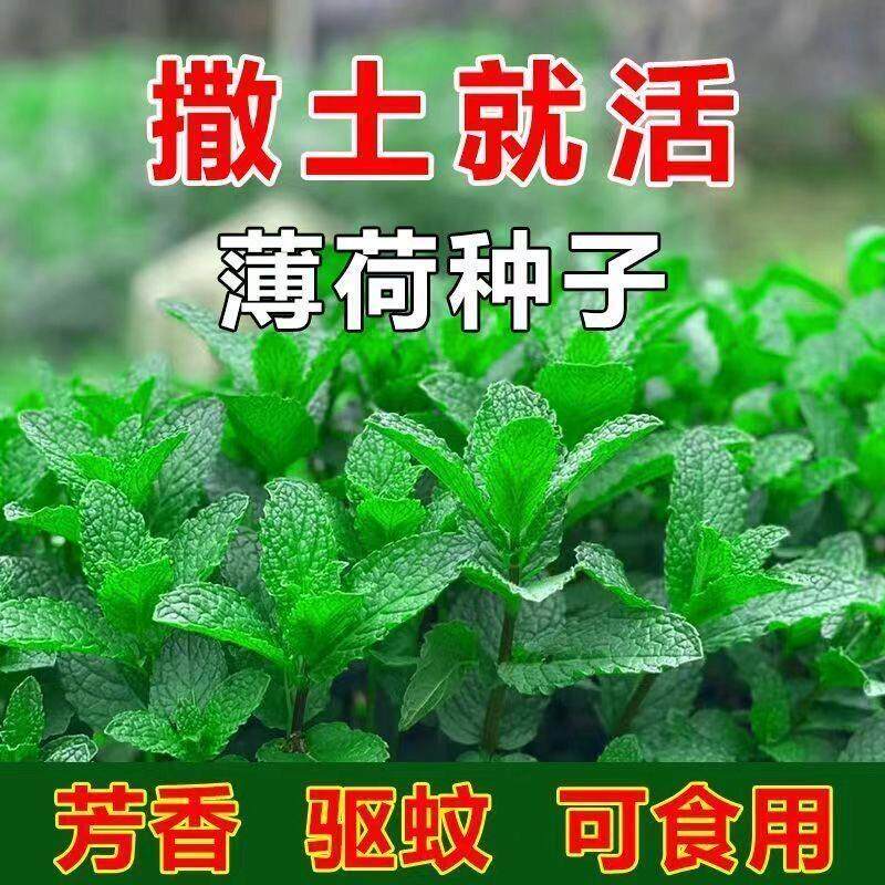食用薄荷种子柠檬薄荷种子驱蚊花草植物种子四季阳台薄荷盆栽可食