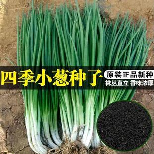 速生小香葱种子盆栽家庭蔬菜易种高产庭院阳台室内 香葱种籽四季
