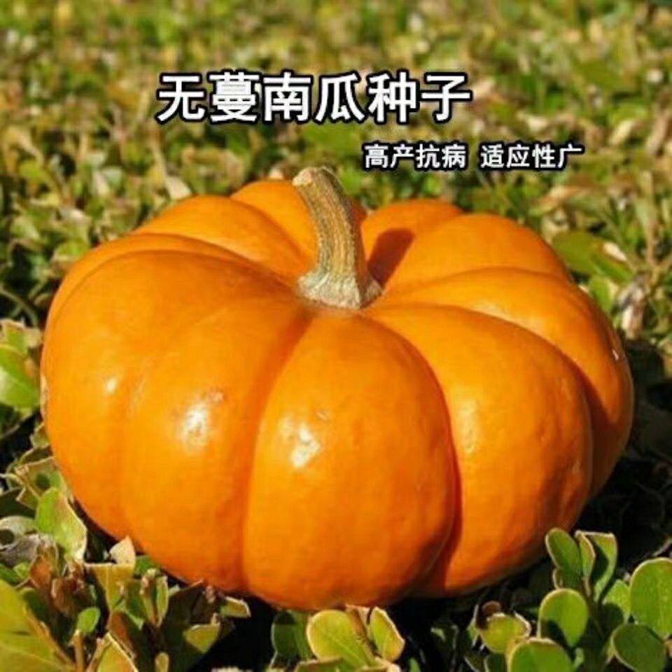 无蔓南瓜种子肉质甘绵南瓜种籽庭院菜园大田高产四季南瓜品种大全