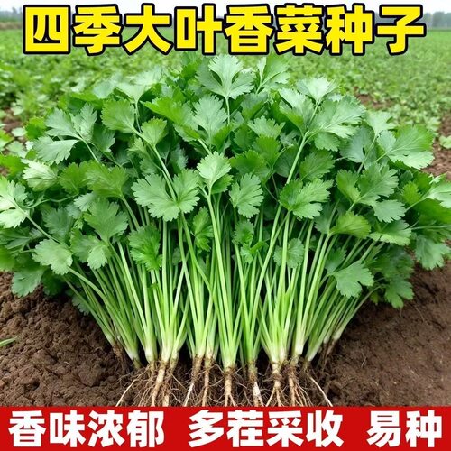 耐热【新种】四季速生香菜种子三天出大叶芫荽种籽农家阳台盆栽