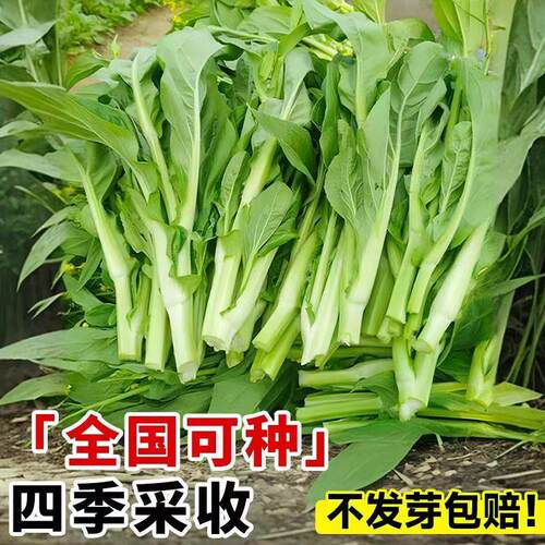 特大爽甜白菜苔种子四季播阳台盆栽特色菜广东菜心菜苔蔬菜种籽孑