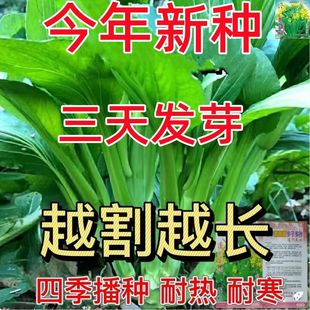 多枝多芽菜心 多子多福甜菜心种子广东菜芯菜苔籽春夏秋蔬菜种子