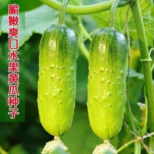 水果黄瓜种子高产压趴架春秋黄瓜种旱籽大棚阳台蔬菜种子四季盆栽