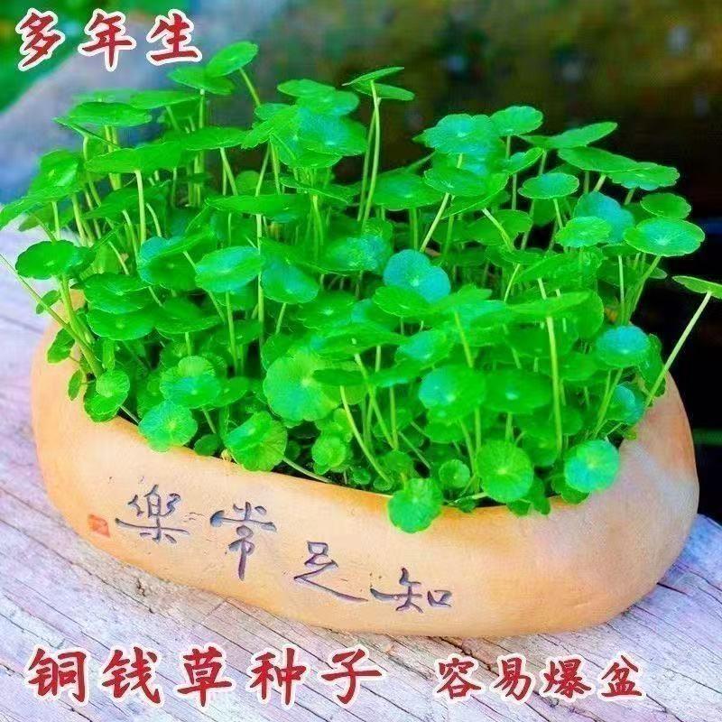 铜钱草种子水培办公室盆栽绿植金钱草绿萝吊兰植物种籽
