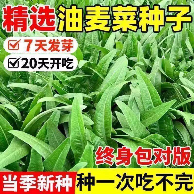 油麦菜种子大叶耐热四季农家阳台盆栽油麦苦菜大颗青菜蔬菜种籽S