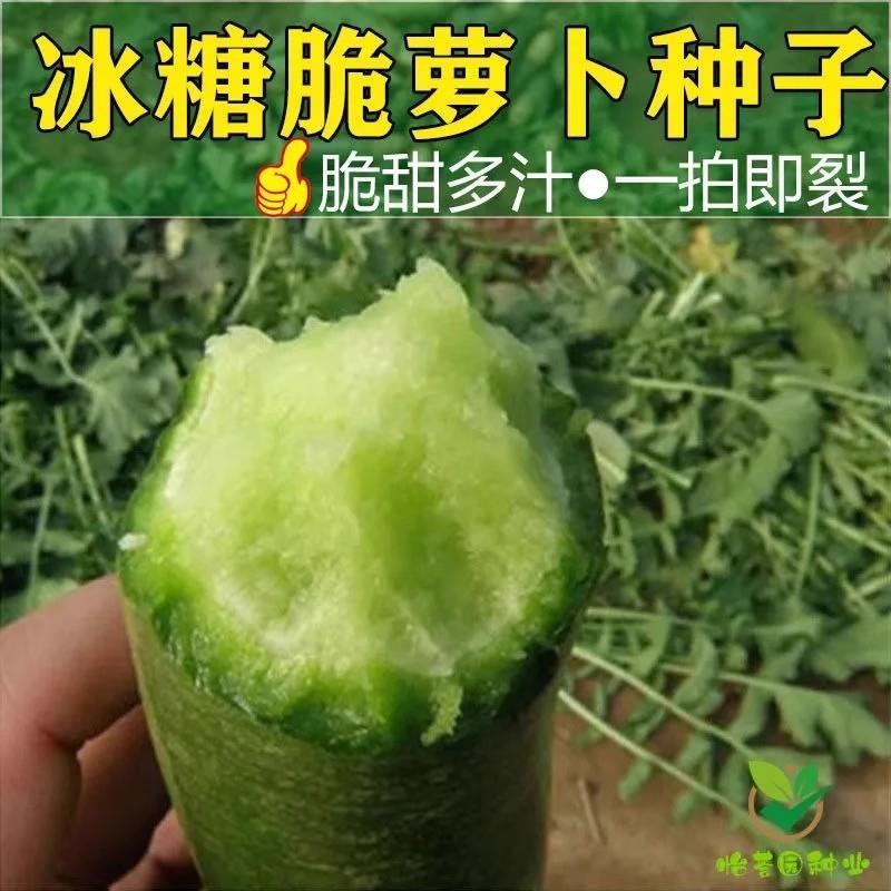 冰糖水果萝卜生吃脆甜农家蔬菜四季高产易播种阳台盆栽沙窝绿萝卜