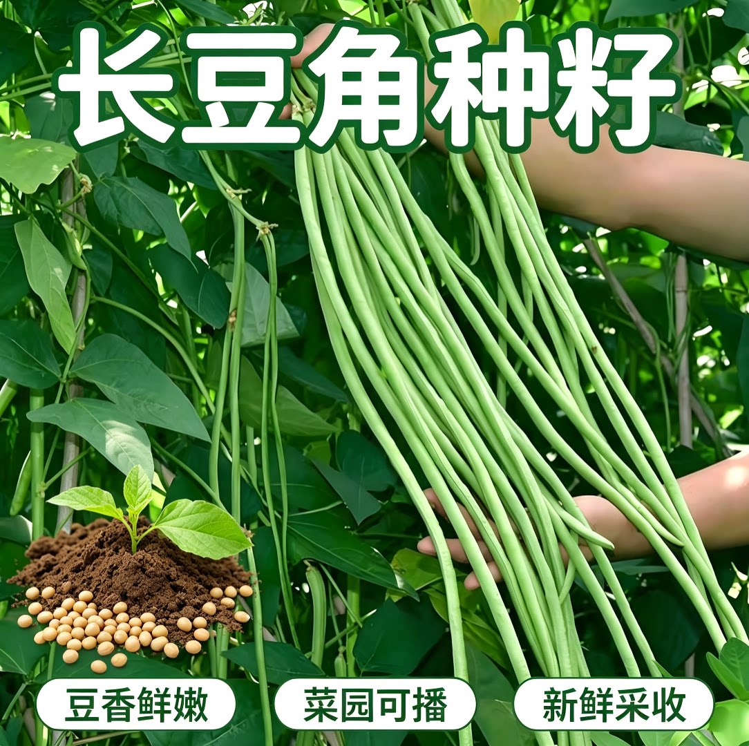 【新种上市】无架长豆角种子不搭架懒人豆角种籽农家蔬菜种子图片