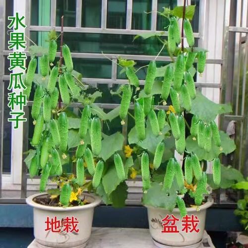 水果黄瓜种子高产压趴架春秋黄瓜种旱籽大棚阳台蔬菜种子四季盆栽