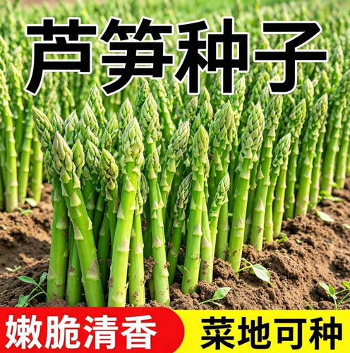 芦笋种子四季种植绿芦笋种籽抗热耐寒高营养蔬菜种子