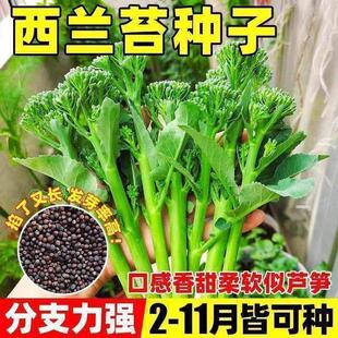 西兰苔种芥兰种籽芥菜苔种四季春种耐热阳台庭院蔬菜种大全