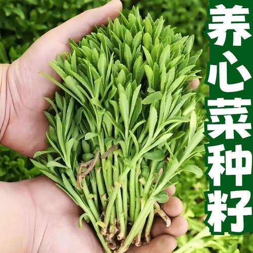 高钙养心菜种子一年四季种救心菜籽种田七盆栽庭院三七补血菜种子