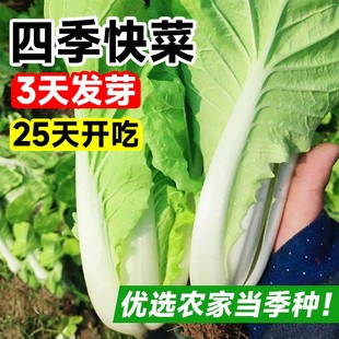 耐热速生上海青小白菜子孑蔬菜大全盆栽鸡毛菜 奶油快菜菜籽种四季