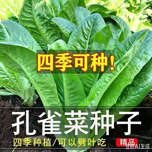 孔雀菜不生虫不打药生吃