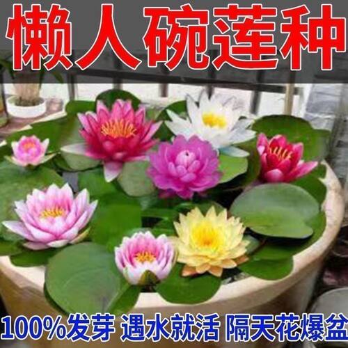 碗莲种七彩五颜六色水培花卉水养四季莲花荷花种莲藕绿植水缸植物
