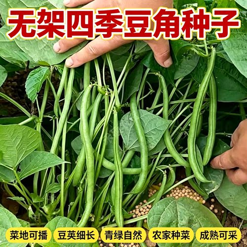 无架四季豆种子矮地豆早熟不爬藤短豆角菜种籽阳台盆栽无筋豆