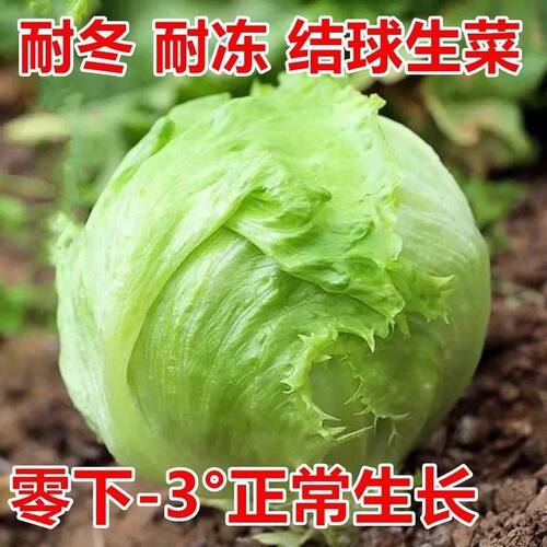 结球生菜甜脆汉堡生菜种子脆嫩爽口生吃生菜种籽盆栽四季农家蔬菜