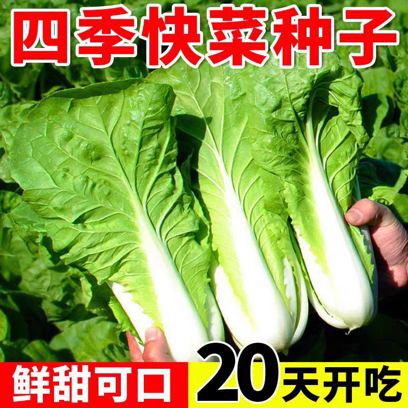 25天速生快菜四季奶油小白菜鲜嫩阳台易播耐热抗病蔬菜种子大全