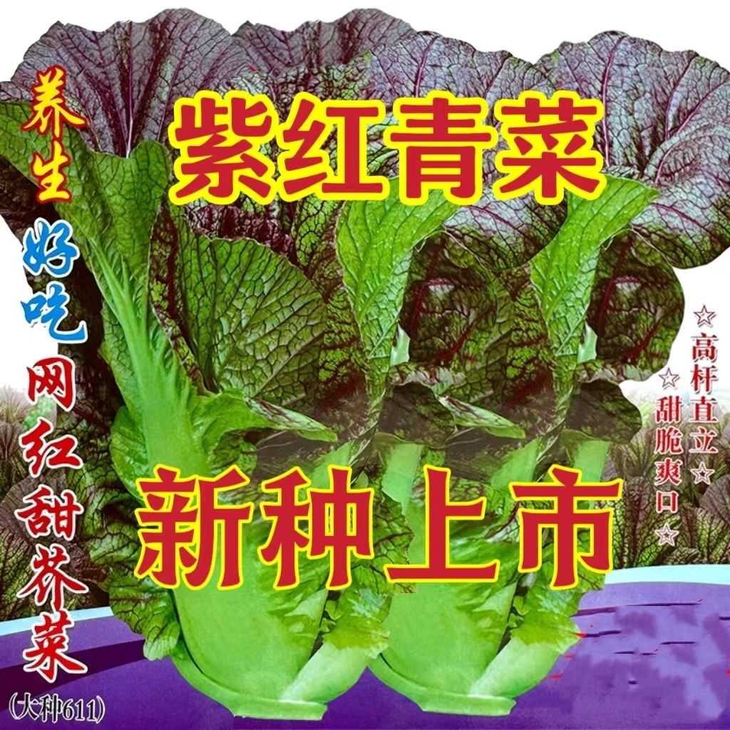 紫红青菜种子紫色芥菜宽帮青菜种子大叶红筋四川泡菜种子酸菜种子