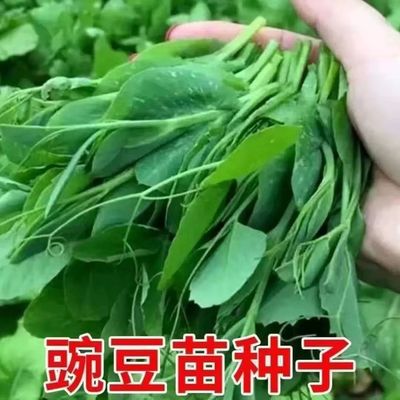 豌豆苗种子无须秋冬季