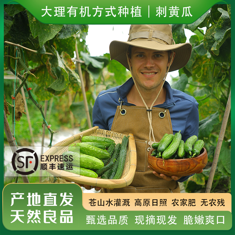云南高原有机方式种植刺黄瓜现摘生态新鲜蔬菜榨汁即食生吃拌沙