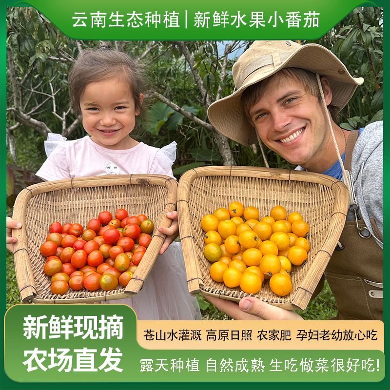 小番茄生态种植爆汁酸甜生吃