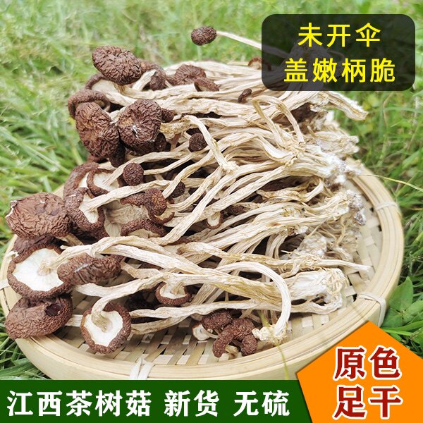 江西广昌农家自产茶树菇新货未开伞250g包邮干度好自种天然茶树菇