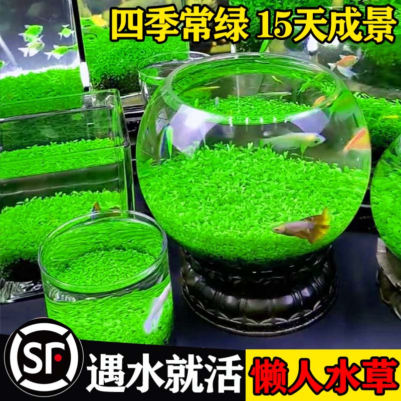 生态玻璃鱼缸小型乌龟缸水草种子籽植物水培造景桌面客厅家用装饰宠物/宠物食品及用品桌面缸原图主图