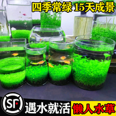 生态玻璃鱼缸小型金鱼乌龟缸水草种植物懒人造景家用桌面客厅水族