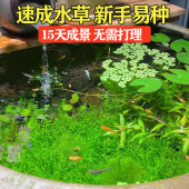 鱼缸水草种子生态玻璃瓶造景套餐植物种籽孑水培阴性真草盆栽装 饰