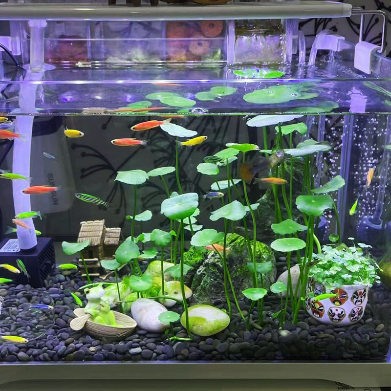 生态玻璃鱼缸小型乌龟水草种