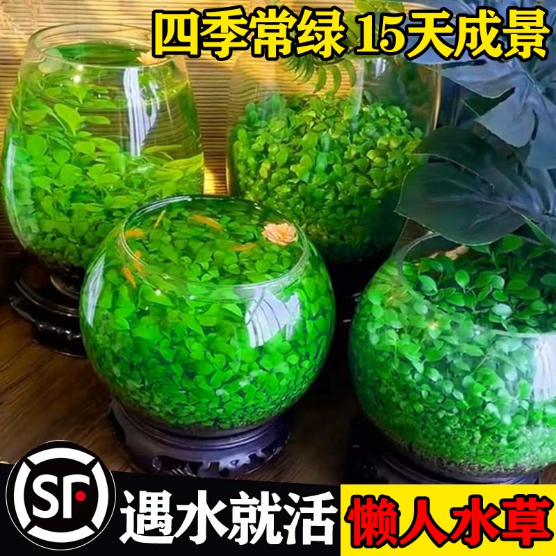 水草种子生态玻璃瓶真植物籽