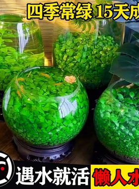 水草种子生态玻璃瓶真植物籽