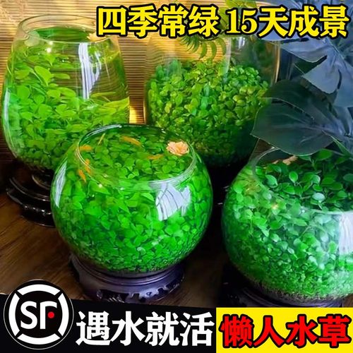 水草种子生态玻璃瓶真植物籽