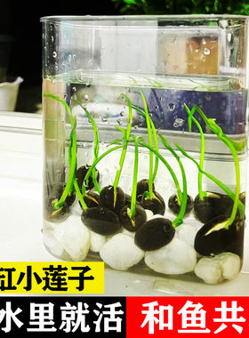四季水培鱼缸造景前草植物种