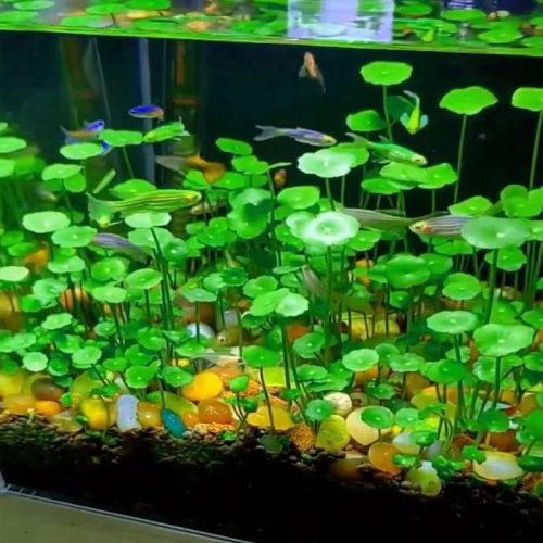 生态玻璃鱼缸小型乌龟水草种